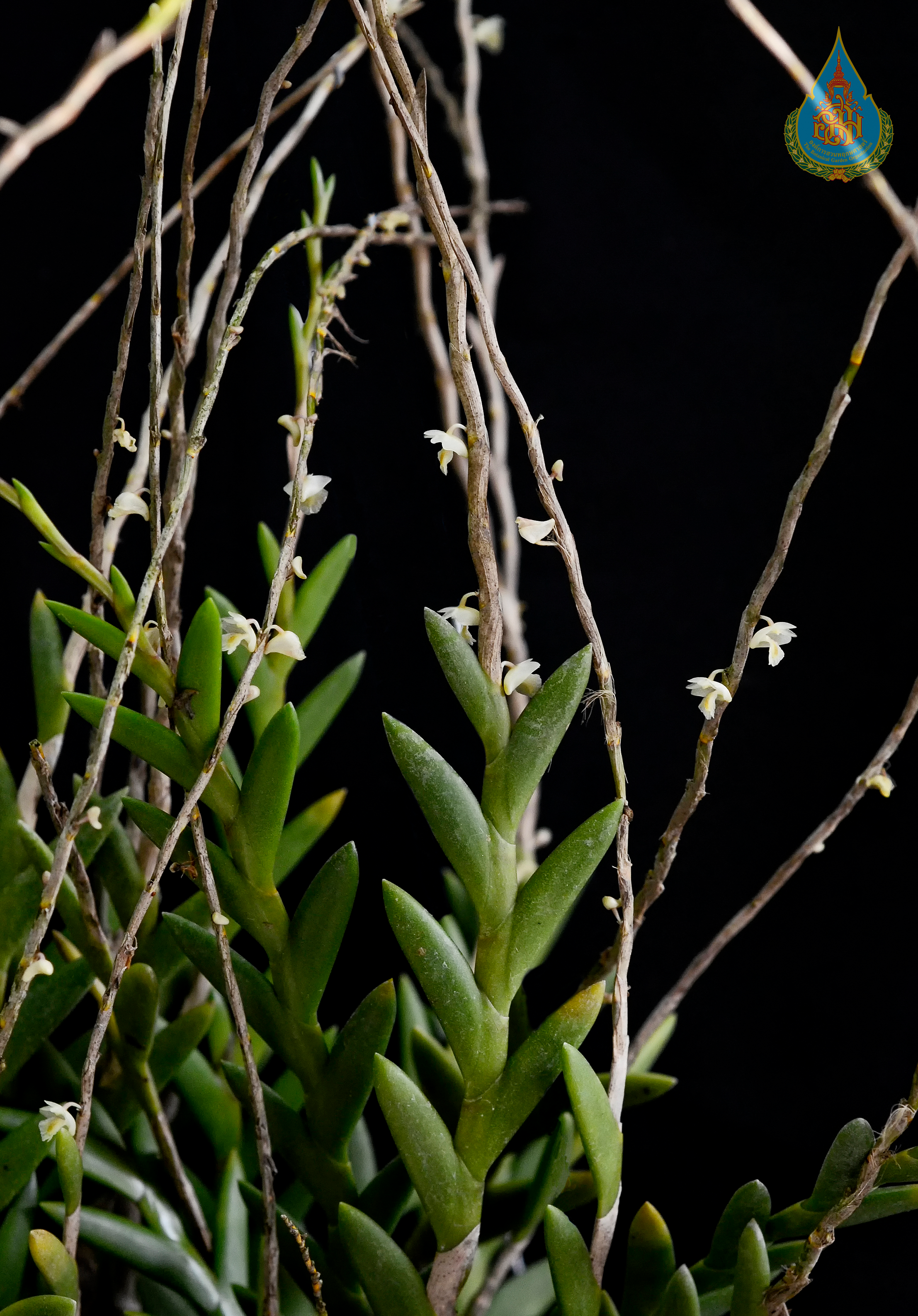 เอื้องยอดสร้อย  Dendrobium acinaciforme Roxb.<br/>ORCHIDACEAE